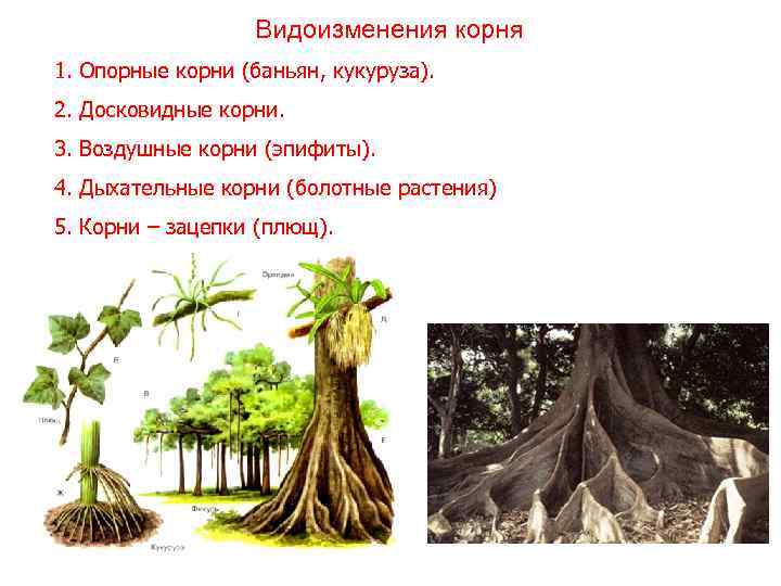     Видоизменения корня 1. Опорные корни (баньян, кукуруза). 2. Досковидные корни.