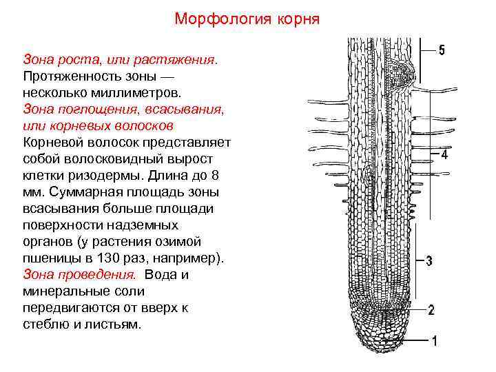 Какие зоны корня