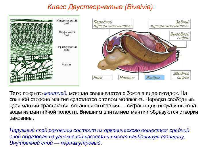    Класс Двустворчатые (Bivalvia). Тело покрыто мантией, которая свешивается с боков в
