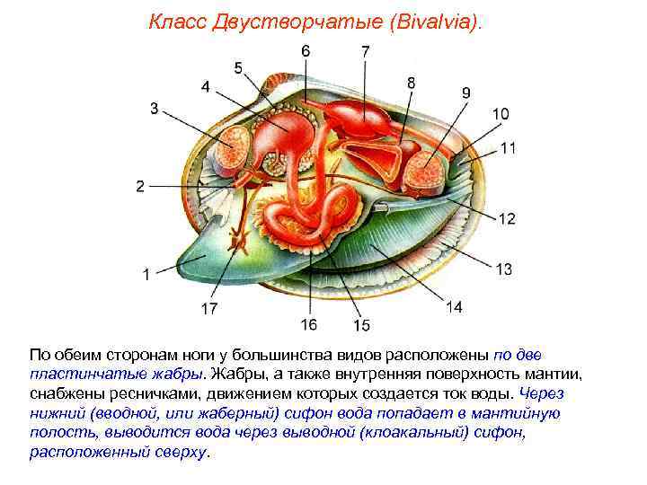    Класс Двустворчатые (Bivalvia). По обеим сторонам ноги у большинства видов расположены