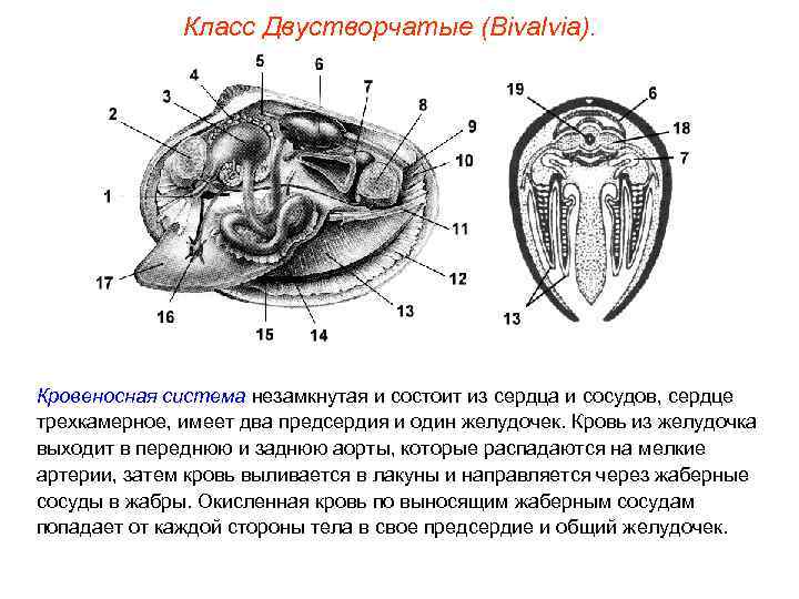    Класс Двустворчатые (Bivalvia). Кровеносная система незамкнутая и состоит из сердца и