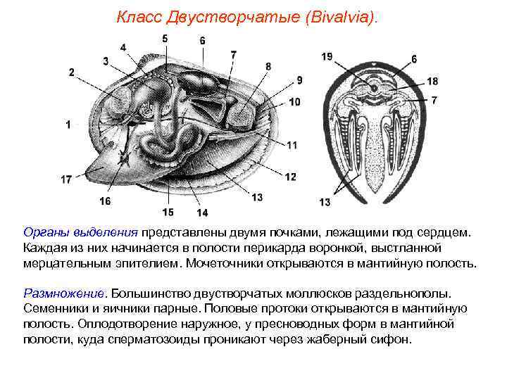    Класс Двустворчатые (Bivalvia). Органы выделения представлены двумя почками, лежащими под сердцем.