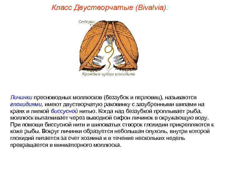    Класс Двустворчатые (Bivalvia). Личинки пресноводных моллюсков (беззубок и перловиц), называются глохидиями,