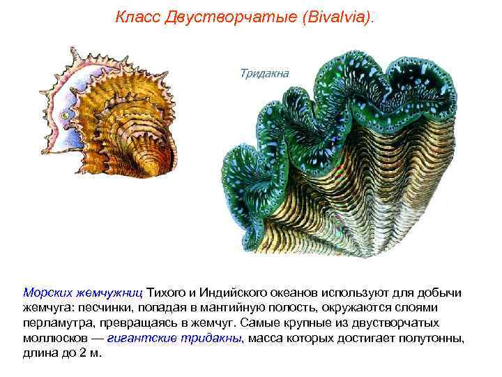    Класс Двустворчатые (Bivalvia). Морских жемчужниц Тихого и Индийского океанов используют для