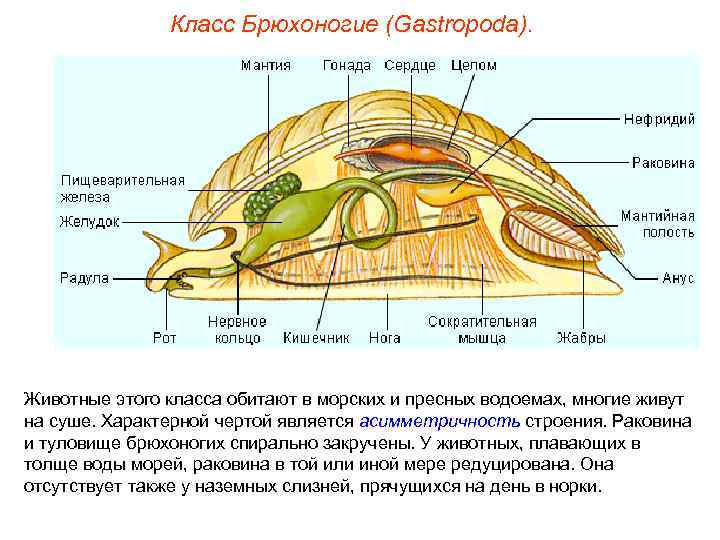     Класс Брюхоногие (Gastropoda). Животные этого класса обитают в морских и