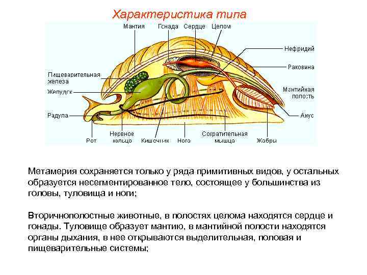    Характеристика типа Метамерия сохраняется только у ряда примитивных видов, у остальных