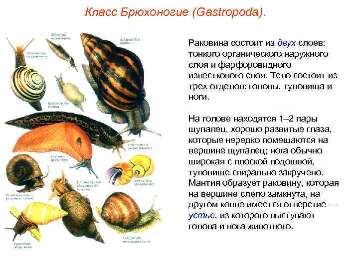 Класс Брюхоногие (Gastropoda).    Раковина состоит из двух слоев:   