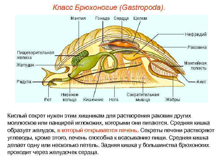     Класс Брюхоногие (Gastropoda). Кислый секрет нужен этим хищникам для растворения