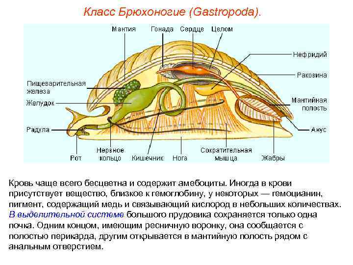 Презентация моллюски пименов