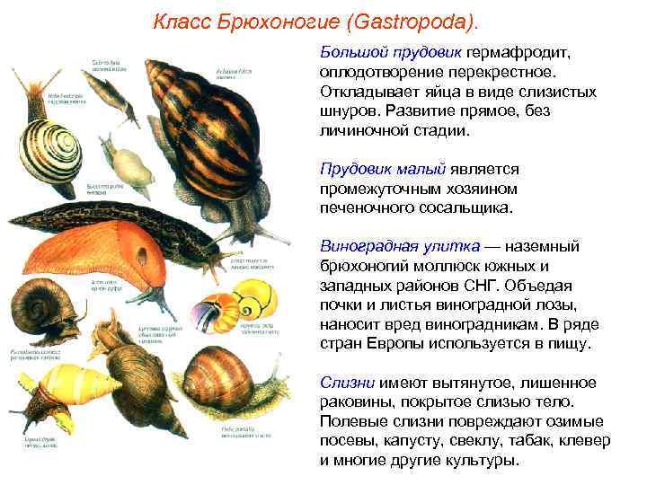 Класс Брюхоногие (Gastropoda).   Большой прудовик гермафродит,   оплодотворение перекрестное.  