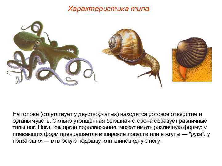     Характеристика типа На голове (отсутствует у двустворчатых) находятся ротовое отверстие