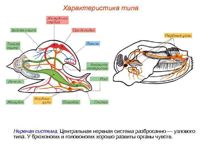    Характеристика типа Нервная система. Центральная нервная система разбросанно — узлового типа.