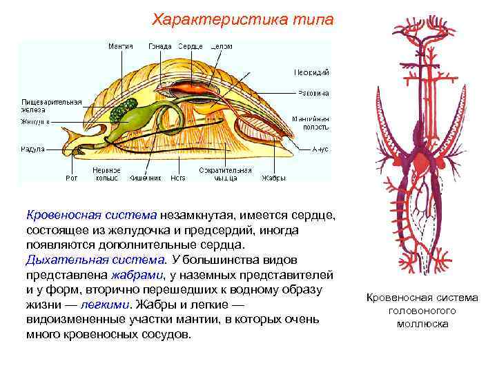     Характеристика типа Кровеносная система незамкнутая, имеется сердце, состоящее из желудочка