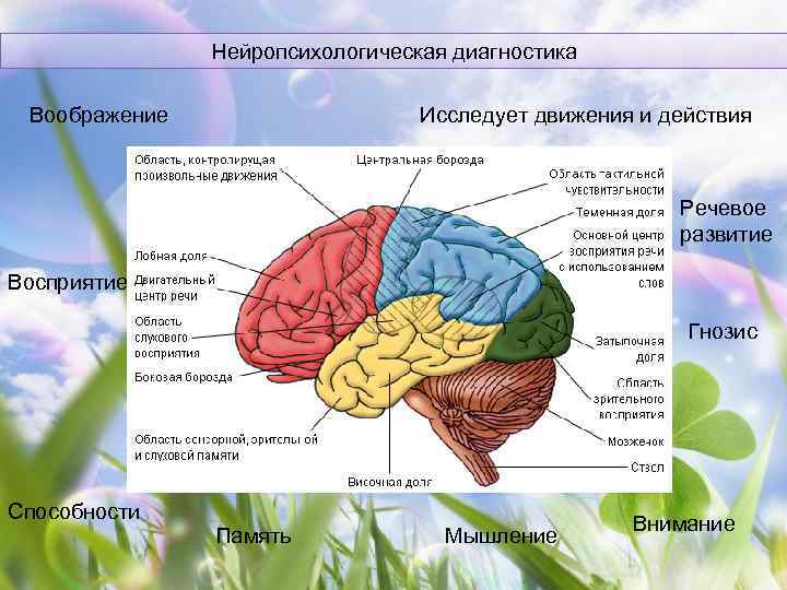 Нейропсихологическая диагностика картинки