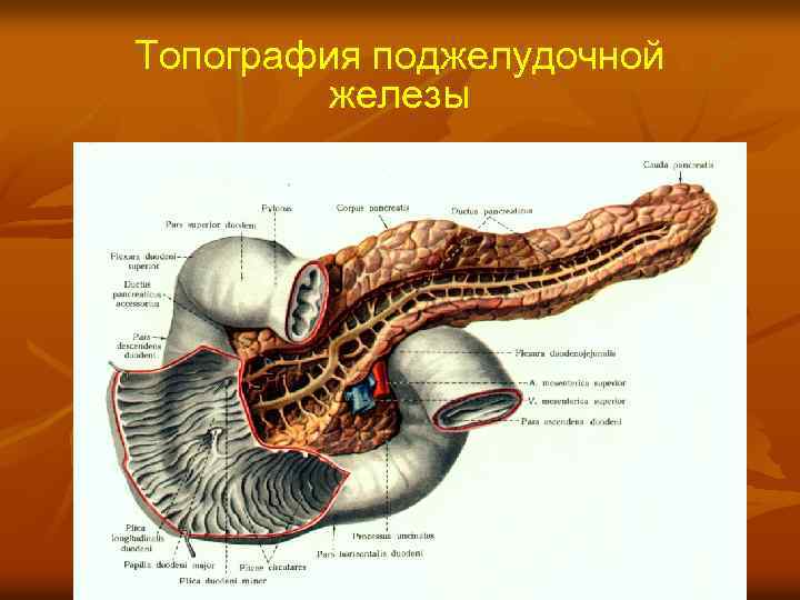 Топография поджелудочной железы 
