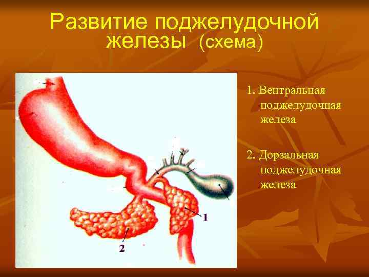 Развитие поджелудочной железы (схема) 1. Вентральная поджелудочная железа 2. Дорзальная поджелудочная железа 