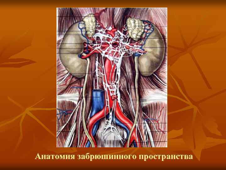 Анатомия забрюшинного пространства 