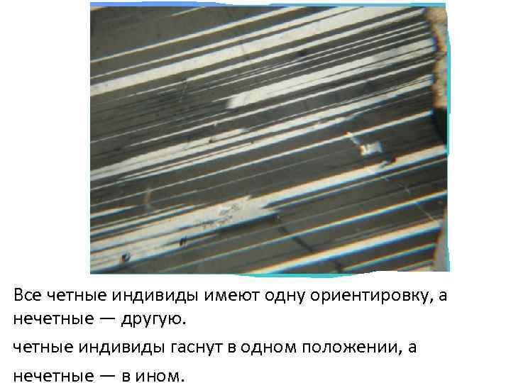 Все четные индивиды имеют одну ориентировку, а нечетные — другую. четные индивиды гаснут в
