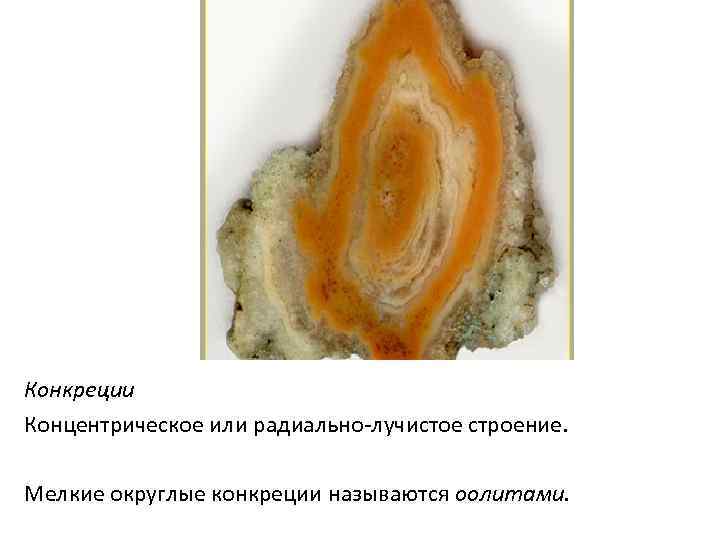 Конкреции Концентрическое или радиально-лучистое строение.  Мелкие округлые конкреции называются оолитами.  