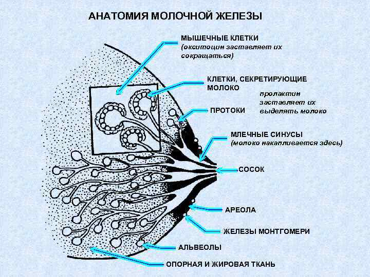 АНАТОМИЯ МОЛОЧНОЙ ЖЕЛЕЗЫ МЫШЕЧНЫЕ КЛЕТКИ (окситоцин заставляет их сокращаться) КЛЕТКИ, СЕКРЕТИРУЮЩИЕ МОЛОКО пролактин заставляет