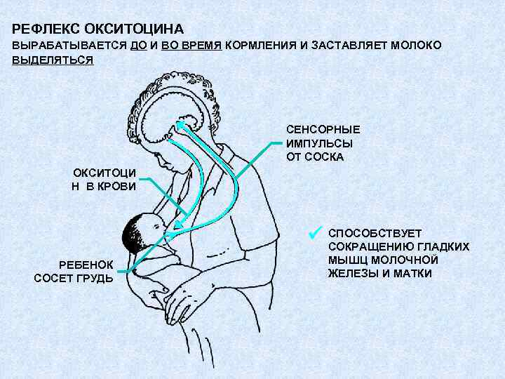 РЕФЛЕКС ОКСИТОЦИНА ВЫРАБАТЫВАЕТСЯ ДО И ВО ВРЕМЯ КОРМЛЕНИЯ И ЗАСТАВЛЯЕТ МОЛОКО ВЫДЕЛЯТЬСЯ СЕНСОРНЫЕ ИМПУЛЬСЫ