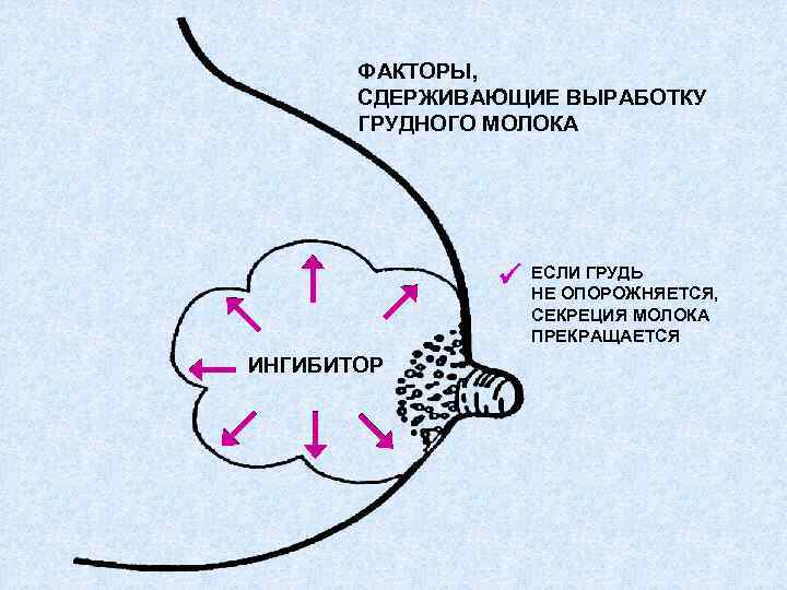 ФАКТОРЫ, СДЕРЖИВАЮЩИЕ ВЫРАБОТКУ ГРУДНОГО МОЛОКА ИНГИБИТОР ЕСЛИ ГРУДЬ НЕ ОПОРОЖНЯЕТСЯ, СЕКРЕЦИЯ МОЛОКА ПРЕКРАЩАЕТСЯ 