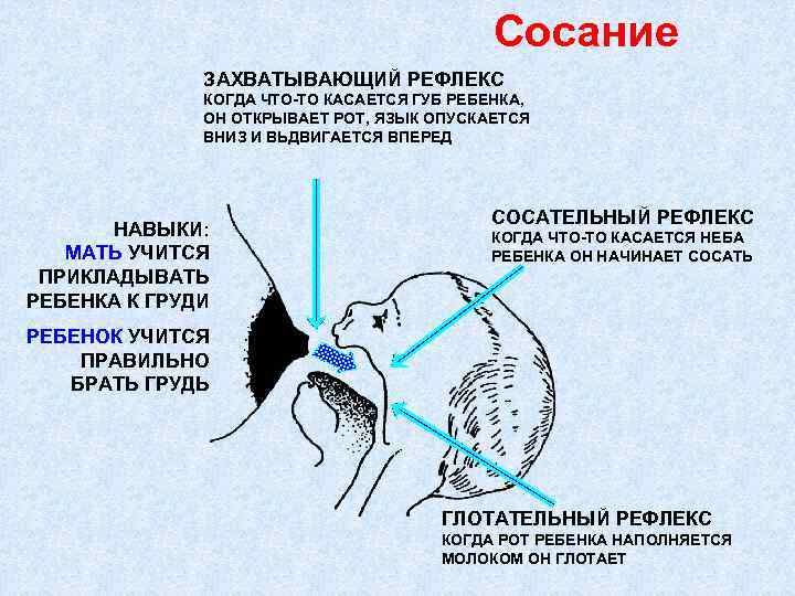 Сосание ЗАХВАТЫВАЮЩИЙ РЕФЛЕКС КОГДА ЧТО-ТО КАСАЕТСЯ ГУБ РЕБЕНКА, ОН ОТКРЫВАЕТ РОТ, ЯЗЫК ОПУСКАЕТСЯ ВНИЗ