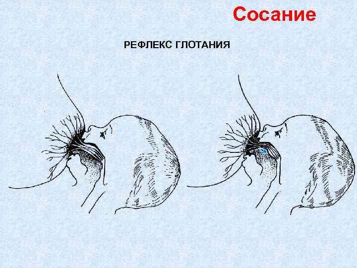 Сосание РЕФЛЕКС ГЛОТАНИЯ 