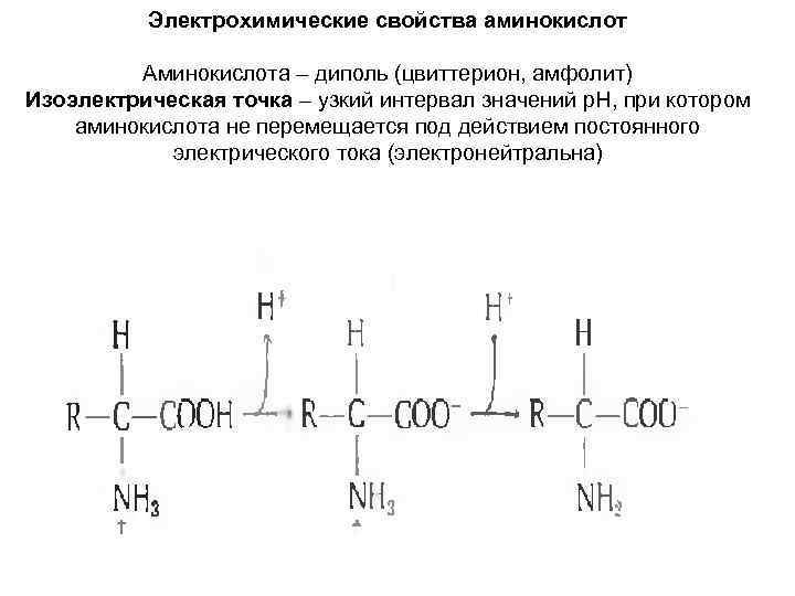 Электрохимические свойства аминокислот Аминокислота – диполь (цвиттерион, амфолит) Изоэлектрическая точка – узкий интервал значений