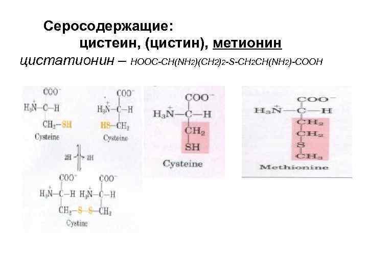 Серосодержащие: цистеин, (цистин), метионин цистатионин – HOOC-CH(NH 2)(CH 2)2 -S-CH 2 CH(NH 2)-COOH 