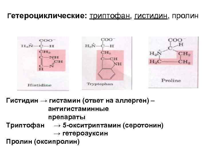 Схема обмена гистидина в разных тканях