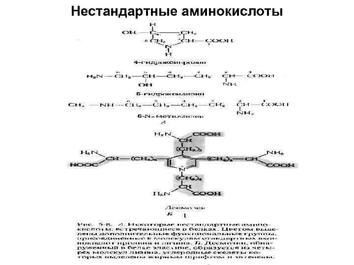 Нестандартные аминокислоты 