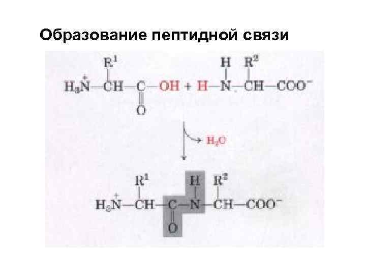Образование пептидной связи 