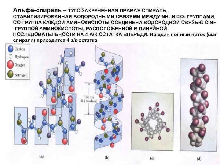 Водородные связи поддерживают структуру белков