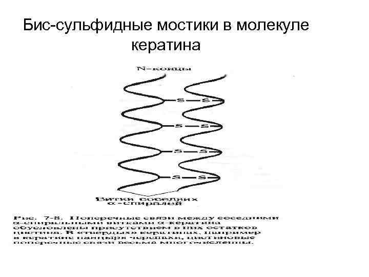 Бис-сульфидные мостики в молекуле кератина 