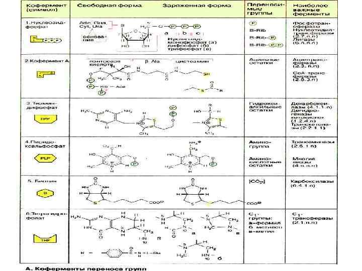 Теория по ферментам к ЕГЭ. Таблица устойчивость эндонуклеазы к кислой среде.