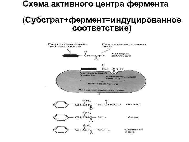 Жидкость схема. Схема активного центра фермента. Функциональные центры ферментов. Типы связей субстрата с активным центром фермента. Назовите типы связей субстрата с активным центром фермента.