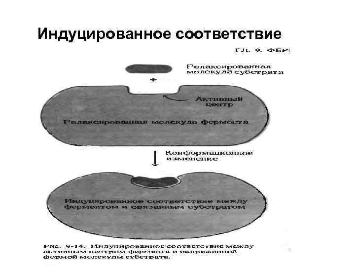Индуцированное соответствие 