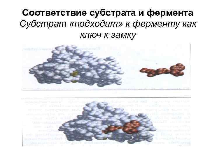 Соответствие субстрата и фермента Субстрат «подходит» к ферменту как ключ к замку 