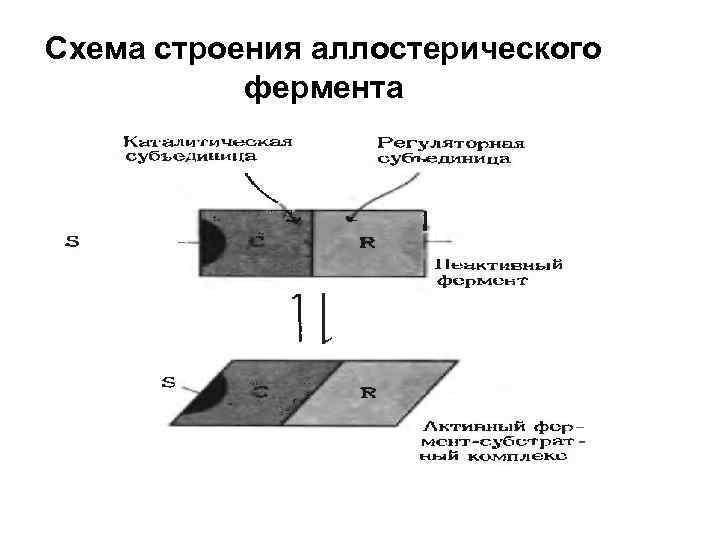 Схема строения аллостерического фермента 