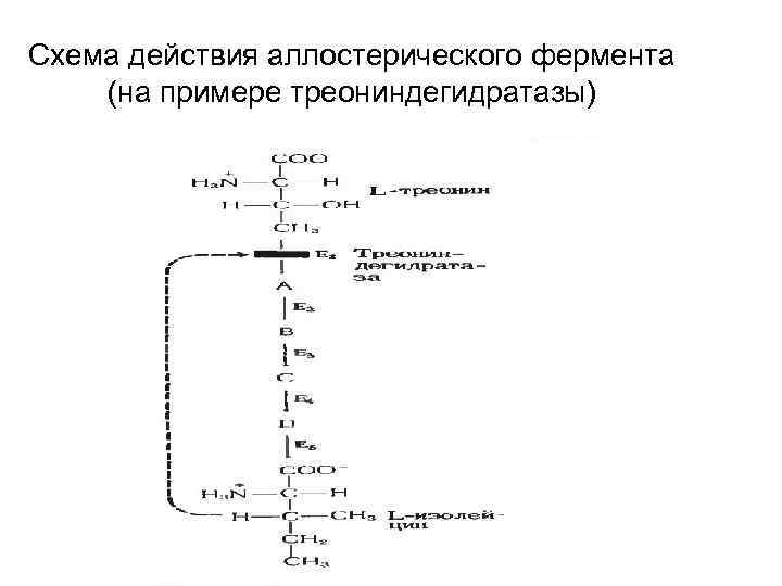 Схема действия аллостерического фермента (на примере треониндегидратазы) 