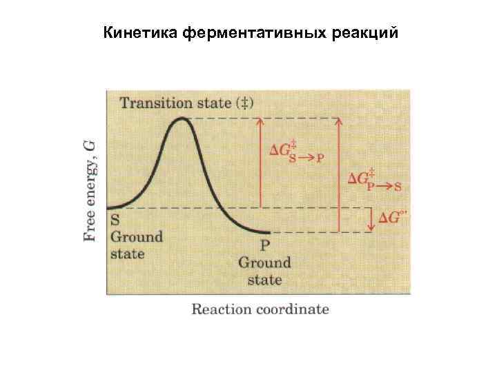 Кинетика ферментативных реакций 