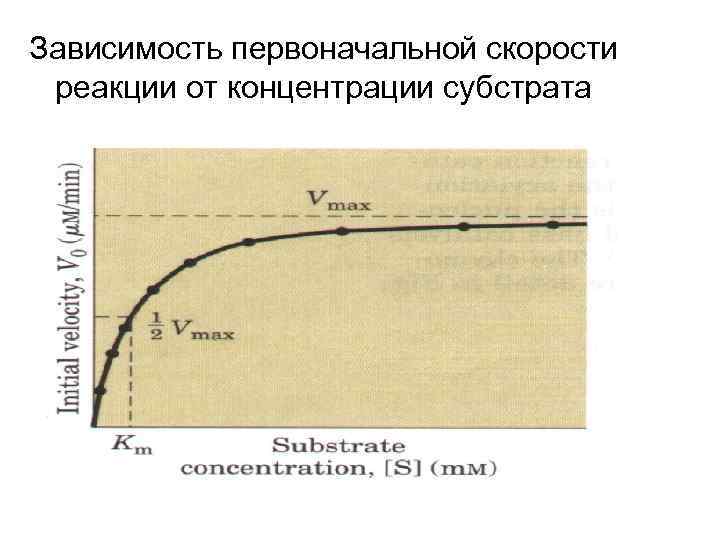 Зависимость первоначальной скорости реакции от концентрации субстрата 