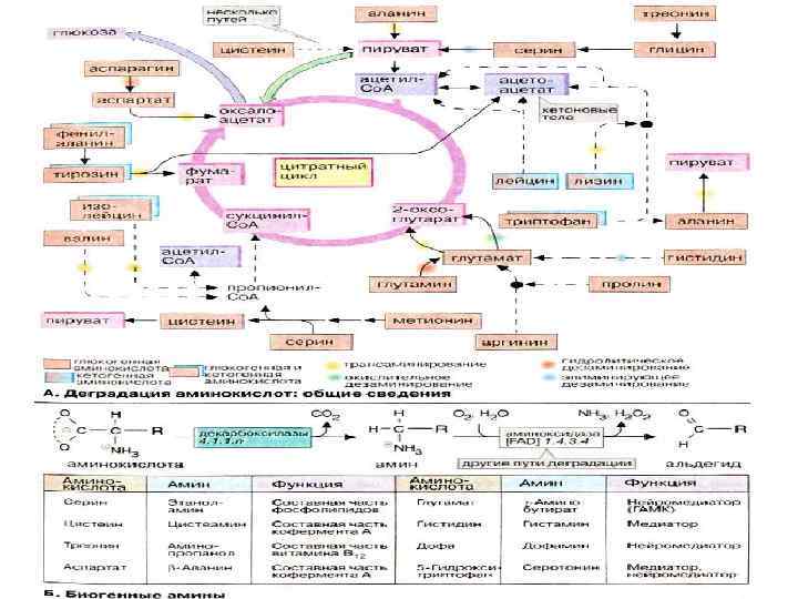 Схема синтеза аминокислот из общих метаболитов