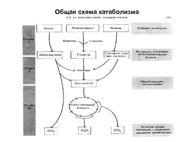 Схема синтеза аминокислот из общих метаболитов