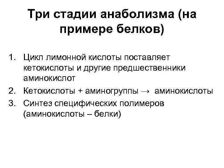 Три стадии анаболизма (на примере белков) 1. Цикл лимонной кислоты поставляет кетокислоты и другие