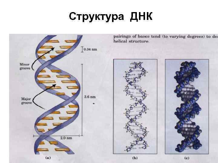 Структурой днк является. Надмолекулярная структура ДНК. Линейное строение ДНК. Строение ДНК модификации. Древняя структура ДНК.