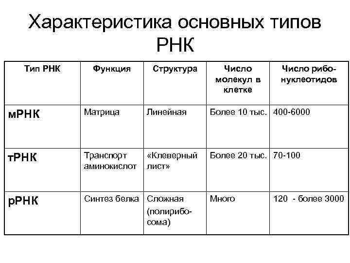 Характеристика основных типов РНК Тип РНК Функция Структура Число молекул в клетке Число рибонуклеотидов