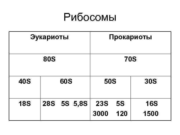 Рибосомы Эукариоты Прокариоты 80 S 70 S 40 S 60 S 18 S 28