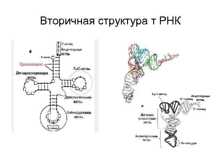 Вторичная рнк. Первичная структура ТРНК. Вторичная структура РНК биохимия. Вторичная структура РНК. Вторичная структура структура РНК.